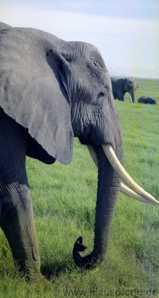 Tsavo East, Elefanten