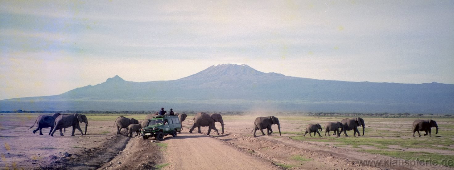 Amboseli, Elefanten kreuzen
